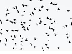 
      
      Study finds bird malaria is spreading via global hotspots
      
      