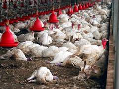 
      
      Bird Flu or Inhumane Farming; Animals in Farms are at a...
      
      
