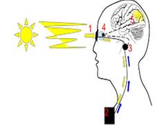 
      
      Brain can combine natural, artificial vision to help treat...
      
      
