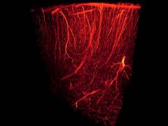 
      
      Scientists clear another obstacle in creating transplant...
      
      