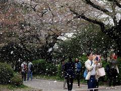
      
      Blooming cherry blossoms add to Yokohama’s beautiful landscape
      
      