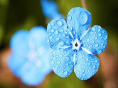 
      
      Researchers identify sudden evolutionary change in flowers
      
      