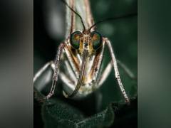 
      
      Researchers determine how malaria parasite defends itself...
      
      