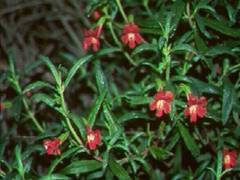 
      
      Plants are working to slow effect of human-caused climate...
      
      