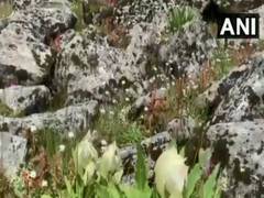 
      
      Brahmakamal flowers bloom in Chamoli in off-season due to...
      
      