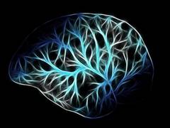 
      
      Study finds brain needs to update like social media feeds
      
      