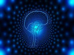 
      
      Researchers discover new brain circuit, crucial for learning...
      
      