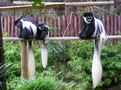 
      
      Study finds leaf-eating Asian monkeys do not have a sweet tooth
      
      