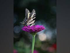 
      
      Excess nitrogen puts butterflies at risk, researchers affirm
      
      