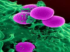 
      
      Study finds how immune cells can be trained to fight infections
      
      