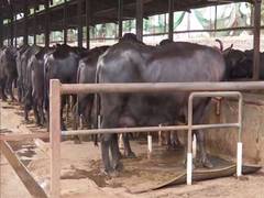 
      
      Pune:  In a first, scientists perform IVF on buffaloes
      
      