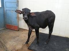 
      
      NDRI uses clone technology to develop buffalo calf 'Tejas'...
      
      