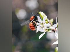 
      
      Big bumblebees take time to learn locations of best flowers: Study
      
      