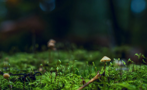 
      
      Blushing plants reveal when fungi are growing in their roots:...
      
      