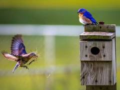
    Study: Birds learn to avoid flashy, hard-to-catch butterflies and their lookalikes
    