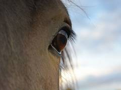 
    A horse's eyes can tell if it is stressed 
    