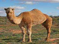 
      
      Helicopter-borne snipers to cull down feral camels in Australia
      
      