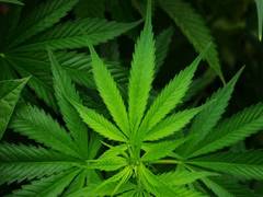 
      
      United States gets its first cannabis cafe
      
      