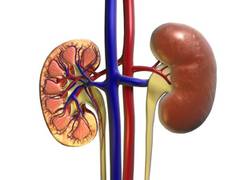 
      
      Stem cell researchers find key building block to make mini-kidneys
      
      