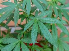 
      
      Australian women resort to cannabis to alleviate...
      
      