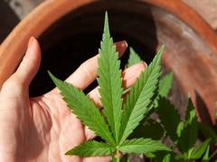 
    Unexpected interplay between cannabis exposure, cocaine use: Study
    