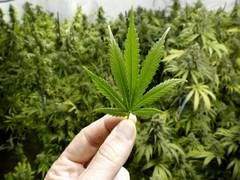 
      
      Himachal anti-drug drive: Police destroy cannabis plantation...
      
      