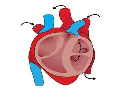 
      
      Cardiovascular issues may be connected to early menopause: Study
      
      