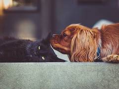 
      
      Most dog, cat owners unaware of pet blood donation schemes: Study
      
      
