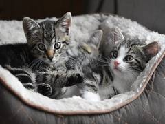 
      
      Study finds cats injured in wildfires at deadly blood clots risk
      
      