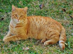 
      
      Stowaway cat freed from Chennai port with PETA's help
      
      