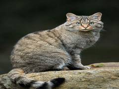 
      
      Study shows cats can transmit coronavirus to each other...
      
      