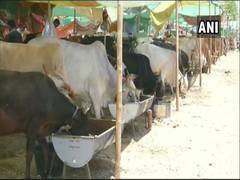 
      
      NGO provides fodder to cattle, meals to farmers in Aurangabad
      
      