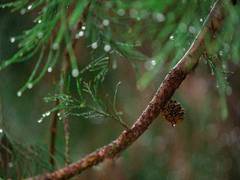 
      
      HP women use pine needles to make environment-friendly Rakhis 
      
      