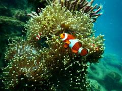 
      
      Corals survive heat with bacterial help: Study
      
      