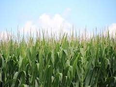 
      
      Do climate fluctuations affect global crop yields?
      
      
