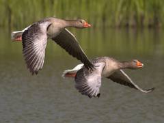 
      
      Climate change, human pressure means migration may be 'no...
      
      