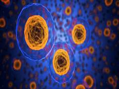 
      
      Unique stem cell trajectory in lungs damaged by COVID-19,...
      
      