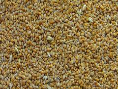 
      
      Researchers find unusual cereal-based rings from Bronze Age
      
      