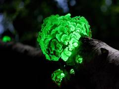
      
      Fluorescent glow may reveal hidden life in the cosmos: Study
      
      