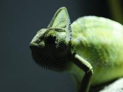 
    Scientist discovers camouflaged 'smart skin' 
    