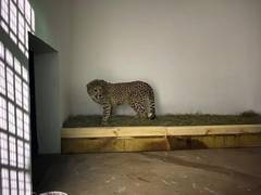 
      
      Telangana: Eight-year-old Cheetah dies at Hyderabad's Nehru...
      
      