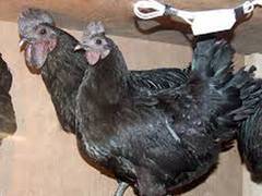 
      
      MP's Krishi Vigyan Kendra urges ICMR to prescribe 'Kadaknath'...
      
      