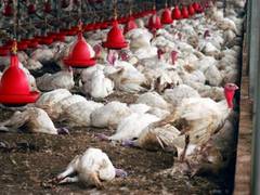 
      
      Thousands of chickens to be culled in Japan's Ibaraki...
      
      