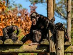
      
      Chimpanzees help trace evolution of human speech back to...
      
      