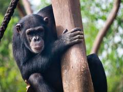 
      
      Hunting gets easier for chimpanzees with communication: Study
      
      