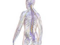 
    'Unique Astrocytes' may enhance chronic pain treatments: Study
    