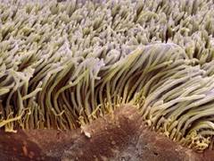 
      
      Artificial Cilia Could Power Diagnostic Devices
      
      
