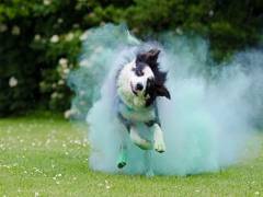 
      
      Holi: How to prevent the festival of colours from turning...
      
      