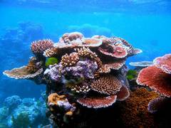 
      
      Study identifies live immune cells in coral, sea anemone
      
      