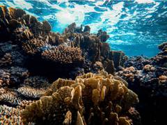 
      
      Study finds corals can be 'trained' to tolerate heat stress
      
      